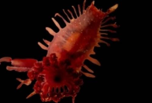 Μυστικά του βυθού στην Καραϊβική: Άγνωστα θαλάσσια πλάσματα, αρχαία κοράλλια και μια τεράστια «μπλε τρύπα»