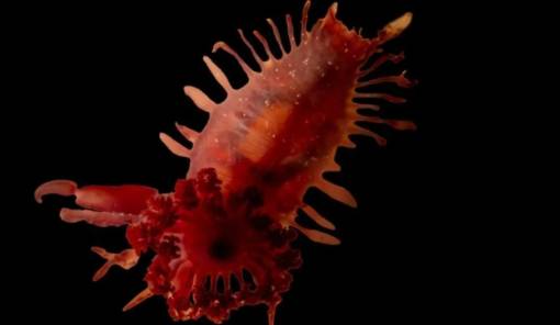 &Mu;&upsilon;&sigma;&tau;&iota;&kappa;ά &tau;&omicron;&upsilon; &beta;&upsilon;&theta;&omicron;ύ &sigma;&tau;&eta;&nu; &Kappa;&alpha;&rho;&alpha;ϊ&beta;&iota;&kappa;ή: Ά&gamma;&nu;&omega;&sigma;&tau;&alpha; &theta;&alpha;&lambda;ά&sigma;&sigma;&iota;&alpha; &pi;&lambda;ά&sigma;&mu;&alpha;&tau;&alpha;, &alpha;&rho;&chi;&alpha;ί&alpha; &kappa;&omicron;&rho;ά&lambda;&lambda;&iota;&alpha; &kappa;&alpha;&iota; &mu;&iota;&alpha; &tau;&epsilon;&rho;ά&sigma;&tau;&iota;&alpha; &laquo;&mu;&pi;&lambda;&epsilon; &tau;&rho;ύ&pi;&alpha;&raquo;