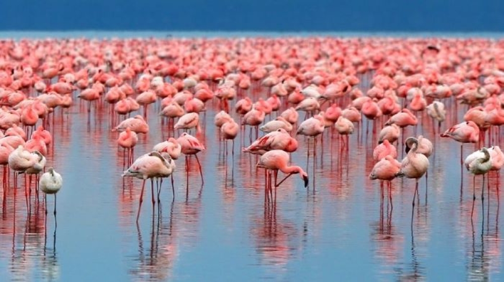 &Pi;ά&nu;&omega; &alpha;&pi;ό 1.000 &phi;&lambda;&alpha;&mu;ί&nu;&gamma;&kappa;&omicron; έ&phi;&tau;&alpha;&sigma;&alpha;&nu; &sigma;&tau;&eta;&nu; &epsilon;&mu;&pi;ό&lambda;&epsilon;&mu;&eta; &zeta;ώ&nu;&eta; &tau;&eta;&sigmaf; &Omicron;&upsilon;&kappa;&rho;&alpha;&nu;ί&alpha;&sigmaf;