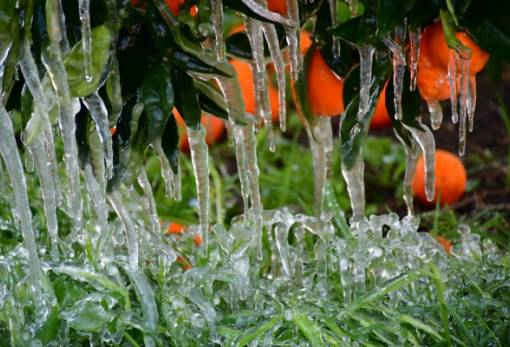 Πορίσματα ΕΛΓΑ για τον περσινό παγετό στον Λεήμονα