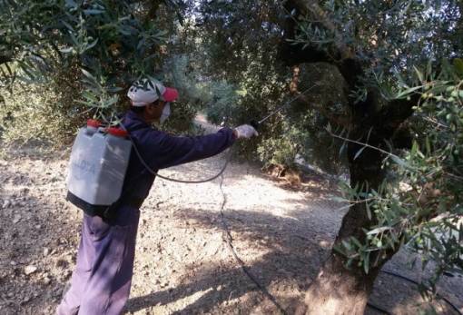 Έναρξη ψεκασμών δακοκτονίας σε Ζαραφώνα και Καρίτσα