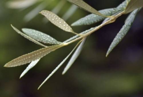 Φυλλόπτωση στην ελιά: φυσιολογική ή σημάδι προβλήματος;