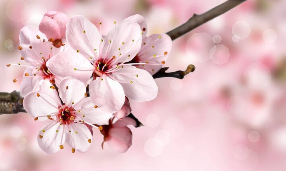 &Alpha;&rho;&tau;&omicron;&kappa;&lambda;&alpha;&sigma;ί&alpha; &gamma;&iota;&alpha; &tau;&eta; &Gamma;&iota;&omicron;&rho;&tau;ή &tau;&eta;&sigmaf; &Mu;&eta;&tau;έ&rho;&alpha;&sigmaf; &alpha;&pi;ό &tau;&iota;&sigmaf; &laquo;&Sigma;&pi;&alpha;&rho;&tau;&iota;ά&tau;&iota;&sigma;&sigma;&epsilon;&sigmaf;&raquo;