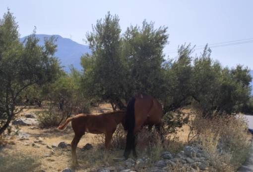Αδέσποτα... άλογα σε οικισμούς του Πύργου Διρού