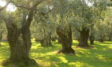 &Upsilon;&pi;&omicron;&chi;&rho;&epsilon;&omega;&tau;&iota;&kappa;έ&sigmaf; &omicron;&iota; &eta;&lambda;&epsilon;&kappa;&tau;&rho;&omicron;&nu;&iota;&kappa;έ&sigmaf; &delta;&eta;&lambda;ώ&sigma;&epsilon;&iota;&sigmaf; &sigma;&upsilon;&gamma;&kappa;&omicron;&mu;&iota;&delta;ή&sigmaf; &epsilon;&lambda;&alpha;&iota;&omicron;&kappa;ά&rho;&pi;&omicron;&upsilon;