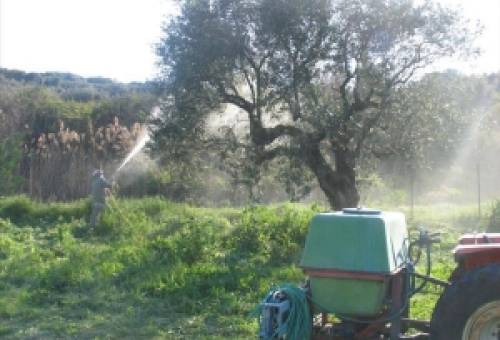 Νικολάκου για «αποτελεσματικότητα» προγράμματος δακοκτονίας σε Λακωνία-Μεσσηνία