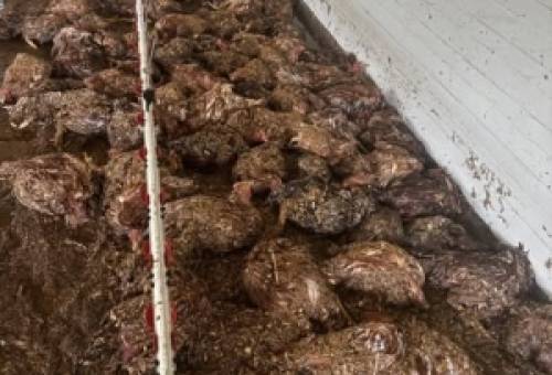 Τεράστιο πλήγμα με νεκρά εκατοντάδες κοτόπουλα σε μονάδα στα Καμίνια Φάριδος