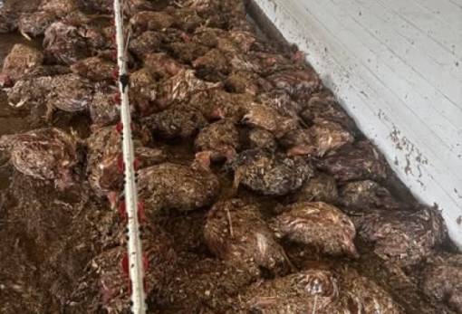 Τεράστιο πλήγμα με νεκρά εκατοντάδες κοτόπουλα σε μονάδα στα Καμίνια Φάριδος