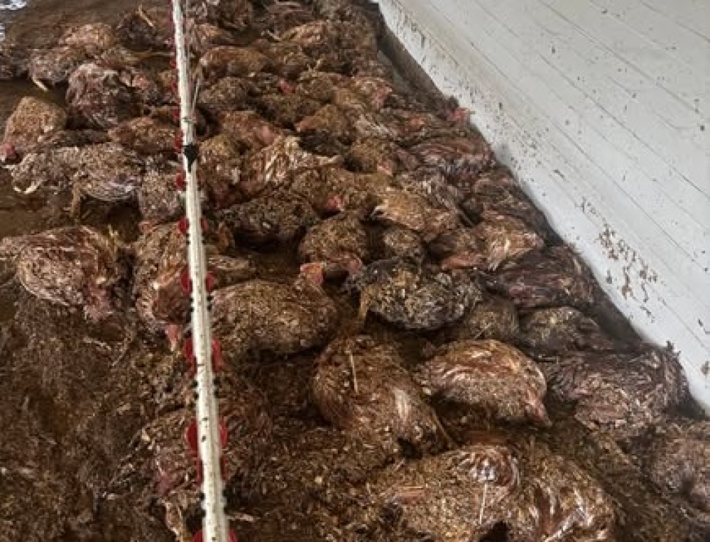 &Tau;&epsilon;&rho;ά&sigma;&tau;&iota;&omicron; &pi;&lambda;ή&gamma;&mu;&alpha; &mu;&epsilon; &nu;&epsilon;&kappa;&rho;ά &epsilon;&kappa;&alpha;&tau;&omicron;&nu;&tau;ά&delta;&epsilon;&sigmaf; &kappa;&omicron;&tau;ό&pi;&omicron;&upsilon;&lambda;&alpha; &sigma;&epsilon; &mu;&omicron;&nu;ά&delta;&alpha; &sigma;&tau;&alpha; &Kappa;&alpha;&mu;ί&nu;&iota;&alpha; &Phi;ά&rho;&iota;&delta;&omicron;&sigmaf;