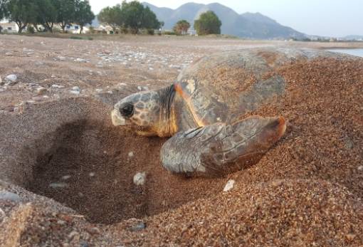 Ημέρα Περιβάλλοντος: Παραλίες ωοτοκίας των θαλάσσιων χελωνών χωρίς πλαστικά… και μπουλντόζες!