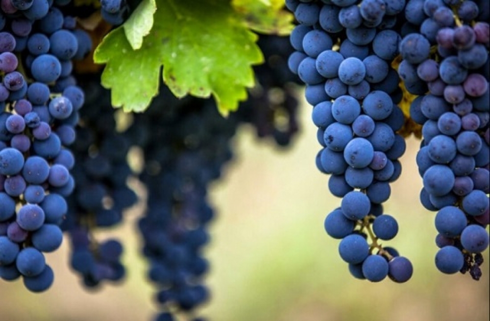 Ο αμπελουργός και τα σταφύλια του