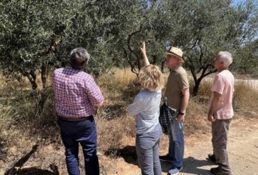 «Σαρώνει» τον Δ. Μονεμβασίας για τις πληγείσες ελιές ο ΕΛΓΑ