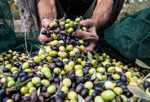 Ηλεκτρονικά πλέον στην Πελοπόννησο το Ελαιοκομικό Μητρώο