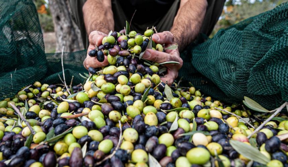 &Eta;&lambda;&epsilon;&kappa;&tau;&rho;&omicron;&nu;&iota;&kappa;ά &pi;&lambda;έ&omicron;&nu; &sigma;&tau;&eta;&nu; &Pi;&epsilon;&lambda;&omicron;&pi;ό&nu;&nu;&eta;&sigma;&omicron; &tau;&omicron; &Epsilon;&lambda;&alpha;&iota;&omicron;&kappa;&omicron;&mu;&iota;&kappa;ό &Mu;&eta;&tau;&rho;ώ&omicron;