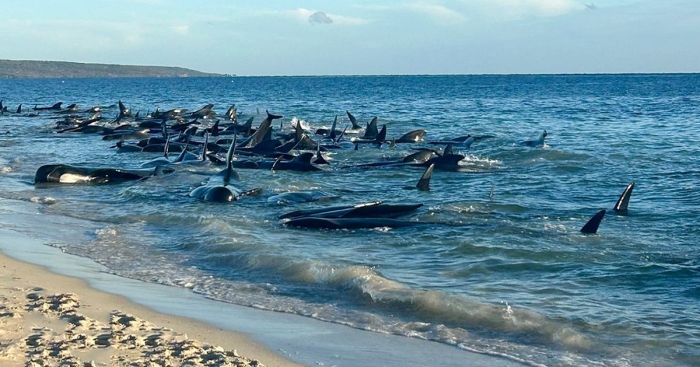 &Alpha;&upsilon;&sigma;&tau;&rho;&alpha;&lambda;ί&alpha;: &Epsilon;&pi;&iota;&chi;&epsilon;ί&rho;&eta;&sigma;&eta; &mu;&alpha;&mu;&omicron;ύ&theta; &gamma;&iota;&alpha; &tau;&eta; &delta;&iota;ά&sigma;&omega;&sigma;&eta; 160 &phi;&alpha;&lambda;&alpha;&iota;&nu;ώ&nu;