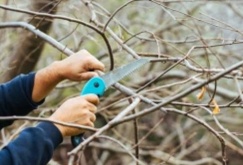 «Καμπανάκι» από τον Δ. Σπάρτης για επικίνδυνα κλαδιά σε δρόμους