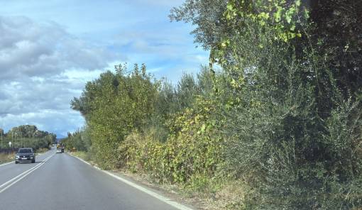 Έ&kappa;&kappa;&lambda;&eta;&sigma;&eta; &gamma;&iota;&alpha; &kappa;&alpha;&theta;&alpha;&rho;&iota;&sigma;&mu;ό &beta;&lambda;ά&sigma;&tau;&eta;&sigma;&eta;&sigmaf; &sigma;&tau;&omicron;&nu; &delta;&rho;ό&mu;&omicron; &Sigma;&pi;ά&rho;&tau;&eta;&sigmaf;&ndash;&Gamma;&upsilon;&theta;&epsilon;ί&omicron;&upsilon;