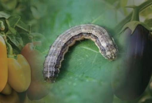 Εμφανίστηκε στην Λακωνία το επιβλαβές έντομο Spodoptera frugiperda