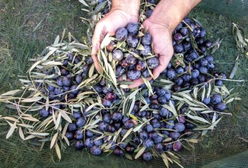 Επιτραπέζια ελιά: Μειωμένες έως και 90% οι πράσινες ποικιλίες