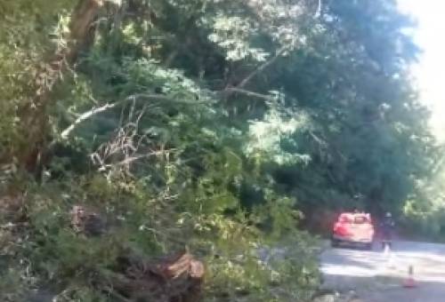 Έπεσε δέντρο στον δρόμο Καστορείου–Γεωργιτσίου (ΦΩΤΟ)