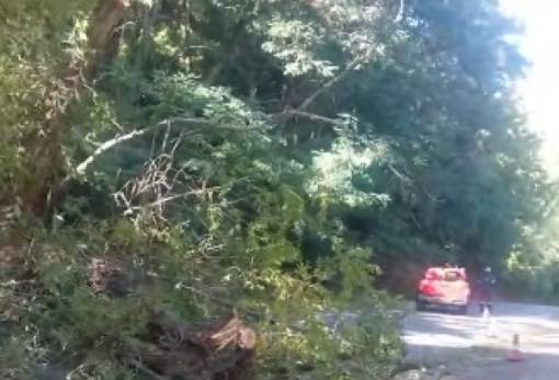 Έπεσε δέντρο στον δρόμο Καστορείου–Γεωργιτσίου (ΦΩΤΟ)