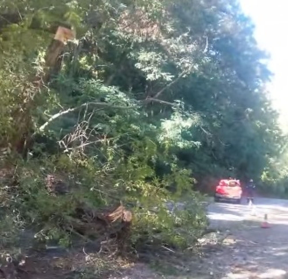 Έπεσε δέντρο στον δρόμο Καστορείου–Γεωργιτσίου (ΦΩΤΟ)