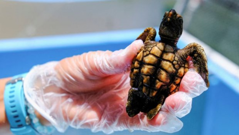 &Gamma;&iota;&alpha;&tau;ί &omicron;&iota; &theta;&alpha;&lambda;ά&sigma;&sigma;&iota;&epsilon;&sigmaf; &chi;&epsilon;&lambda;ώ&nu;&epsilon;&sigmaf;  &gamma;&epsilon;&nu;&nu;&iota;&omicron;ύ&nu;&tau;&alpha;&iota; &sigma;&chi;&epsilon;&delta;ό&nu; ό&lambda;&epsilon;&sigmaf;  &theta;&eta;&lambda;&upsilon;&kappa;έ&sigmaf;