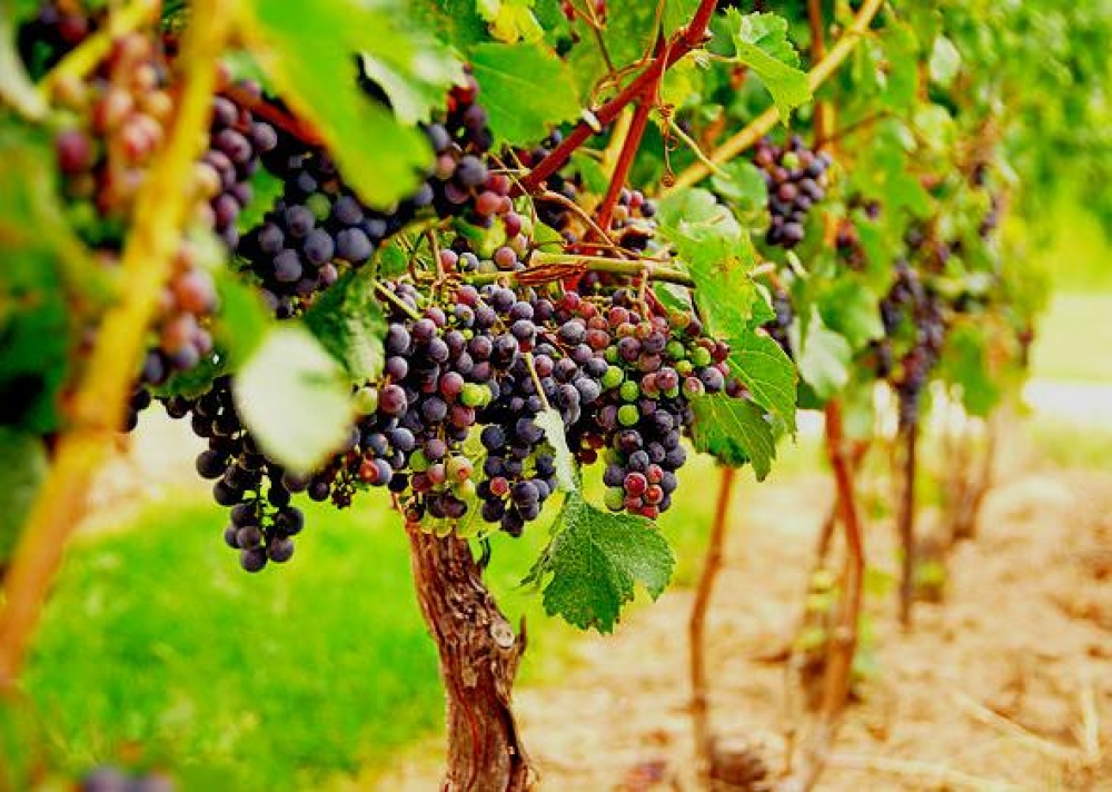 Ανακοίνωση ΕΛΓΑ για τη ζημιά από καύσωνα στα αμπέλια στην Κοινότητα Αμυκλών