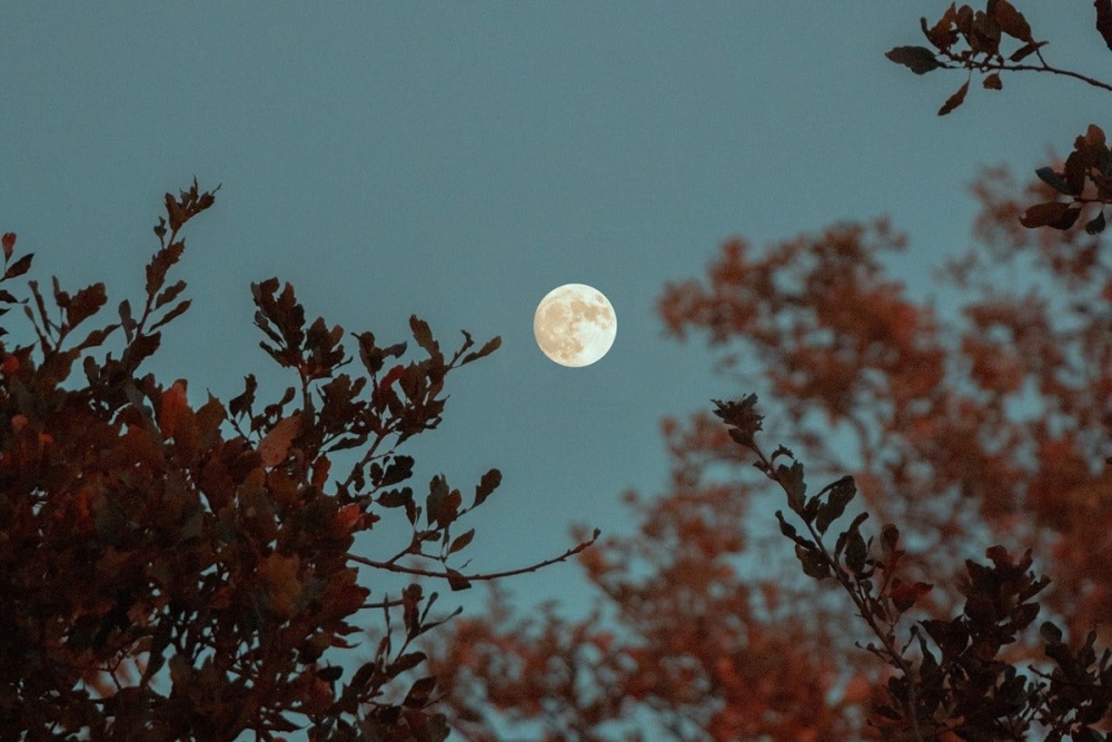 &Pi;&alpha;&nu;&sigma;έ&lambda;&eta;&nu;&omicron;&sigmaf; &Mu;&alpha;ΐ&omicron;&upsilon; 2024: &Pi;ό&tau;&epsilon; &theta;&alpha; &delta;&omicron;ύ&mu;&epsilon; &tau;&omicron; &Phi;&epsilon;&gamma;&gamma;ά&rho;&iota; &tau;&omega;&nu; &lambda;&omicron;&upsilon;&lambda;&omicron;&upsilon;&delta;&iota;ώ&nu;