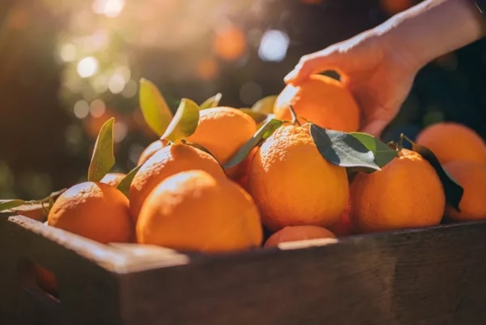 Τριάντα χρόνια «Γιορτής Πορτοκαλιού» στη Στεφανιά