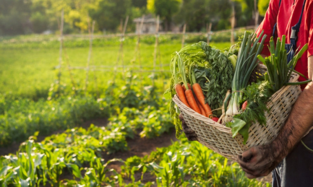 &Epsilon;&Epsilon;: &Pi;&rho;ώ&tau;&eta; &sigma;&upsilon;&nu;&epsilon;&delta;&rho;ί&alpha;&sigma;&eta; &gamma;&iota;&alpha; &tau;&omicron; &pi;&alpha;&rho;&alpha;&tau;&eta;&rho;&eta;&tau;ή&rho;&iota;&omicron; &tau;&eta;&sigmaf; &alpha;&gamma;&rho;&omicron;&delta;&iota;&alpha;&tau;&rho;&omicron;&phi;&iota;&kappa;ή&sigmaf; &alpha;&lambda;&upsilon;&sigma;ί&delta;&alpha;&sigmaf;