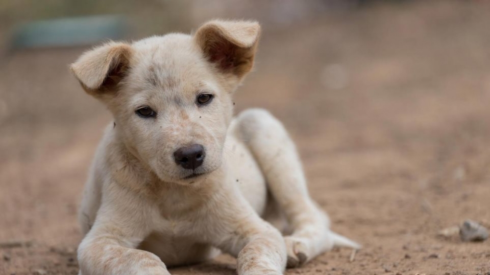 Υιοθετήστε ένα Αδέσποτο
