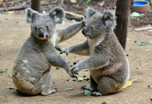 Τα χλαμύδια αποδεκατίζουν τα κοάλα της Αυστραλίας