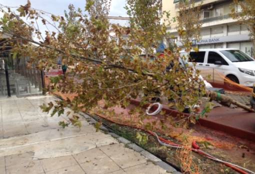 Γιατί έπεσε ο πλάτανος στην Παλαιολόγου; (Φωτος)