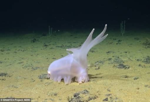 Τι είναι αυτό το ροζ ζωάκι στον πάτο του Ειρηνικού;