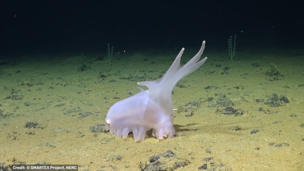 &Tau;&iota; &epsilon;ί&nu;&alpha;&iota; &alpha;&upsilon;&tau;ό &tau;&omicron; &rho;&omicron;&zeta; &zeta;&omega;ά&kappa;&iota; &sigma;&tau;&omicron;&nu; &pi;ά&tau;&omicron; &tau;&omicron;&upsilon; &Epsilon;&iota;&rho;&eta;&nu;&iota;&kappa;&omicron;ύ;