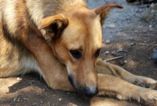 Σοκ: Νεκρά ζώα από δηλητηριασμένα δολώματα στη νότια Πελοπόννησο