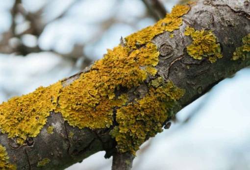 Λειχήνες: Μια βλάστηση τόσο ανθεκτική, που μπορεί να επιβιώσει και στο διάστημα