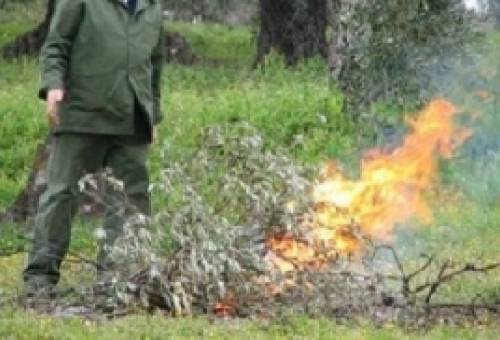 Η καύση κλαδιών σε χωράφι στη Σπάρτη στοίχισε… σύλληψη και τσουχτερό πρόστιμο