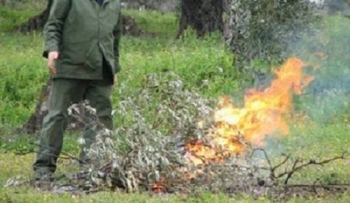 &Eta; &kappa;&alpha;ύ&sigma;&eta; &kappa;&lambda;&alpha;&delta;&iota;ώ&nu; &sigma;&epsilon; &chi;&omega;&rho;ά&phi;&iota; &sigma;&tau;&eta; &Sigma;&pi;ά&rho;&tau;&eta; &sigma;&tau;&omicron;ί&chi;&iota;&sigma;&epsilon;&hellip; &sigma;ύ&lambda;&lambda;&eta;&psi;&eta; &kappa;&alpha;&iota; &tau;&sigma;&omicron;&upsilon;&chi;&tau;&epsilon;&rho;ό &pi;&rho;ό&sigma;&tau;&iota;&mu;&omicron;