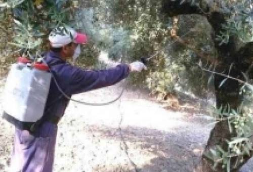 Έναρξη ψεκασμών δακοκτονίας στις Κροκεές