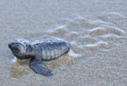 «Αποκρυπτογράφησαν» την άγνωστη κατανομή των φωλιών των θαλάσσιων χελωνών
