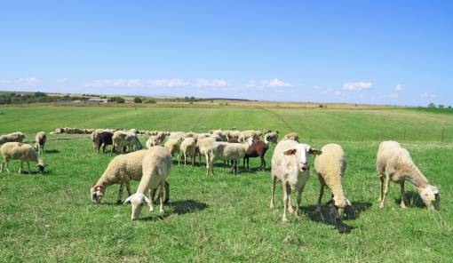 &Tau;&omicron;&xi;&iota;&kappa;ά &phi;&upsilon;&tau;ά &sigma;&tau;&omicron;&upsilon;&sigmaf; &beta;&omicron;&sigma;&kappa;ό&tau;&omicron;&pi;&omicron;&upsilon;&sigmaf;: &Pi;ώ&sigmaf; &tau;&alpha; &zeta;ώ&alpha; &mu;&alpha;&theta;&alpha;ί&nu;&omicron;&upsilon;&nu; &nu;&alpha; &tau;&alpha; &alpha;&pi;&omicron;&phi;&epsilon;ύ&gamma;&omicron;&upsilon;&nu;