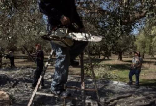 Όσοι έχουν ελιές κινδυνεύουν με πρόστιμα έως 5.000 ευρώ