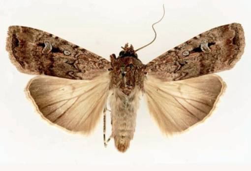 Πρώτη περίπτωση εντόμου που μεταναστεύει ακολουθώντας τα άστρα