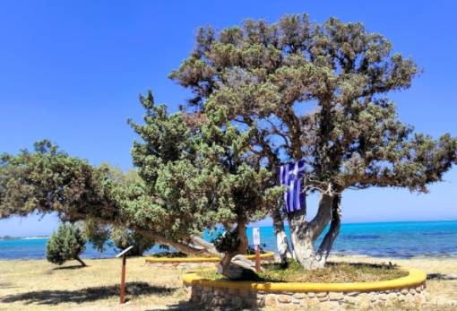 Νέο ορόσημο στην ιστορία της Ελαφονήσου ο μνημειακός θαλασσόκεδρος του Αγίου Σπυρίδωνα