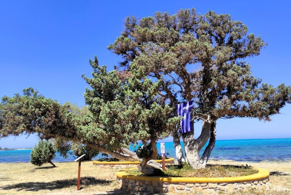 &Nu;έ&omicron; &omicron;&rho;ό&sigma;&eta;&mu;&omicron; &sigma;&tau;&eta;&nu; &iota;&sigma;&tau;&omicron;&rho;ί&alpha; &tau;&eta;&sigmaf; &Epsilon;&lambda;&alpha;&phi;&omicron;&nu;ή&sigma;&omicron;&upsilon; &omicron; &mu;&nu;&eta;&mu;&epsilon;&iota;&alpha;&kappa;ό&sigmaf; &theta;&alpha;&lambda;&alpha;&sigma;&sigma;ό&kappa;&epsilon;&delta;&rho;&omicron;&sigmaf; &tau;&omicron;&upsilon; &Alpha;&gamma;ί&omicron;&upsilon; &Sigma;&pi;&upsilon;&rho;ί&delta;&omega;&nu;&alpha;