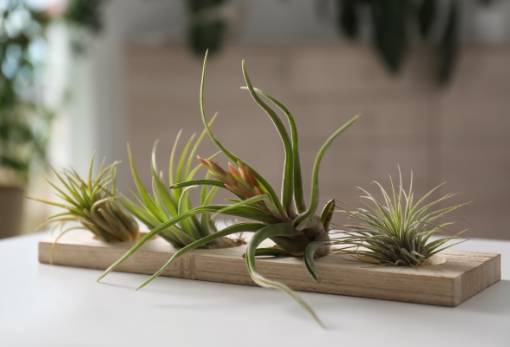 Γιατί τα φυτά σου δεν αντέχουν;