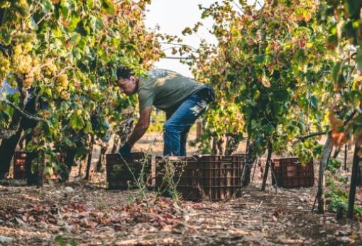 Δήλωση συγκομιδής αμπελουργικών προϊόντων 2023-2024