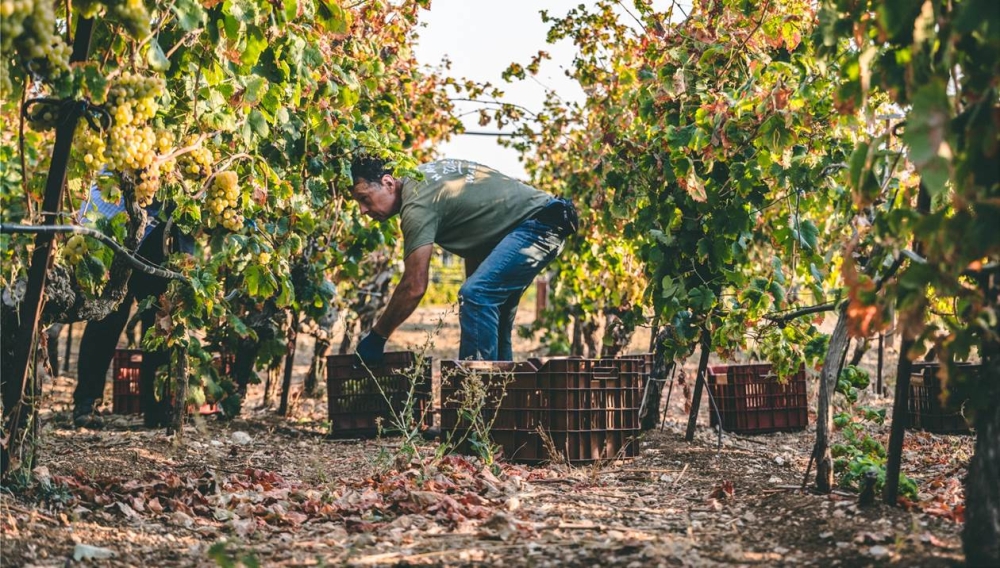 &Delta;ή&lambda;&omega;&sigma;&eta; &sigma;&upsilon;&gamma;&kappa;&omicron;&mu;&iota;&delta;ή&sigmaf; &alpha;&mu;&pi;&epsilon;&lambda;&omicron;&upsilon;&rho;&gamma;&iota;&kappa;ώ&nu; &pi;&rho;&omicron;ϊό&nu;&tau;&omega;&nu; 2023-2024